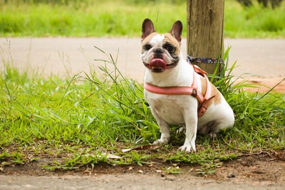 Green grass white and brown pug during the day
